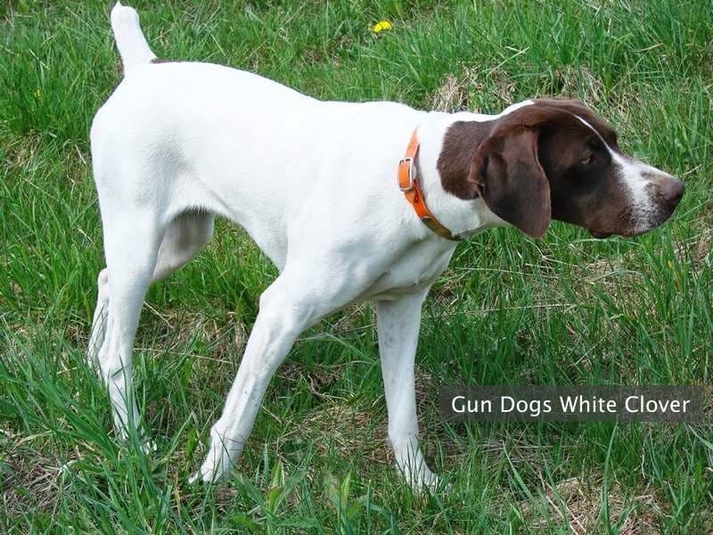 Photo Gallery Gun Dog Kennels